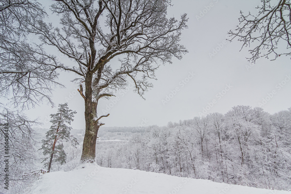Bright winter landscape with snow covered trees Bright winter landscape with snow covered trees