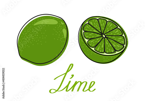 Lime. Hand drawn citrus fruit. Whole and half a lime. Vector illustration. 