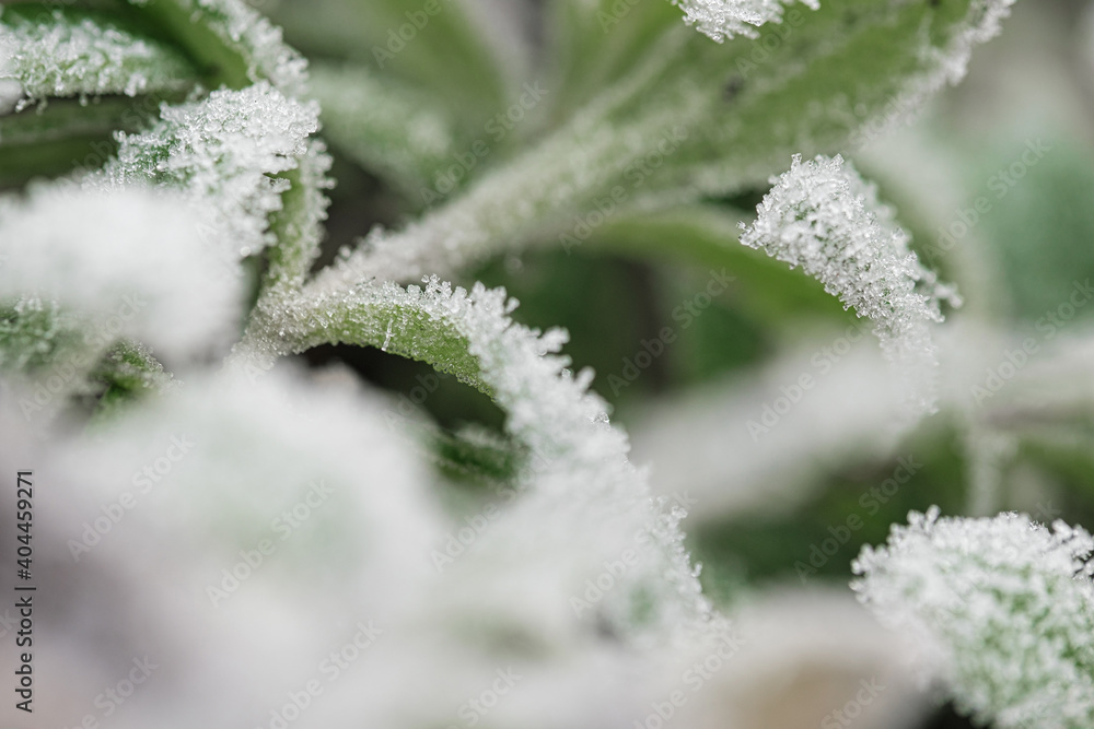 background with frozen plants covered with frost background with frozen plants covered with frost