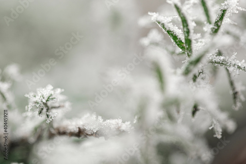 background with frozen plants covered with frost © Mikhaylovskiy 