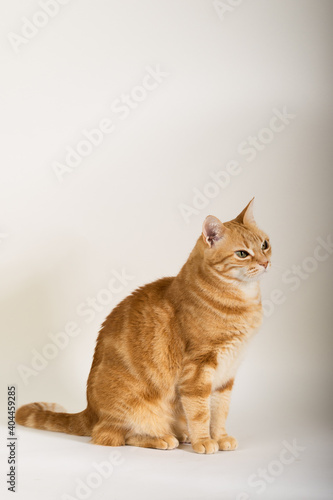 A Beautiful Domestic Orange Striped cat sitting in strange, weird, funny position. Animal portrait against white background. © Diogo Oliveira