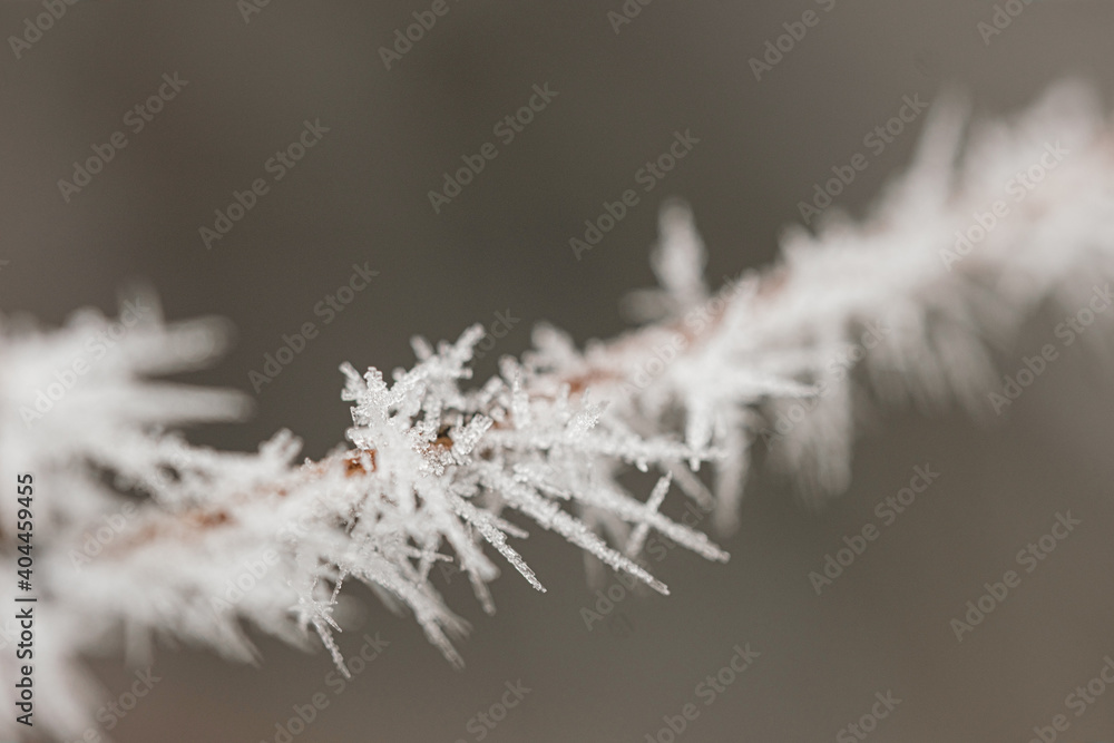 background with frozen plants covered with frost