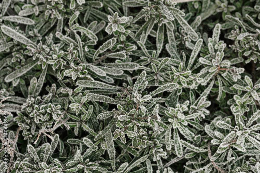 background with frozen plants covered with frost background with frozen plants covered with frost