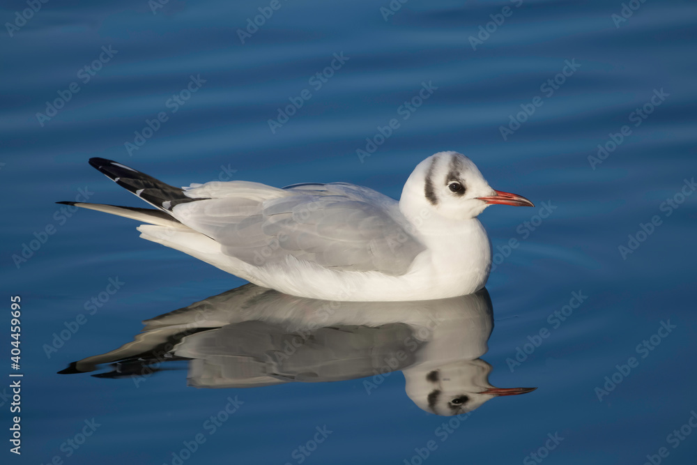 Black-headed Gull, Chroicocephalus ridibundus, swimming on blue water