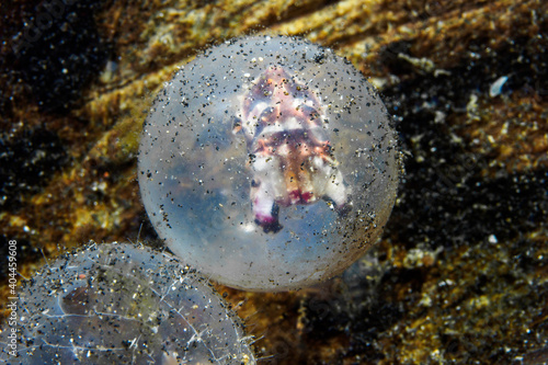 Baby flamboyant cuttle fish being born hatching from egg - Metasepia pfefferi © Mike Workman