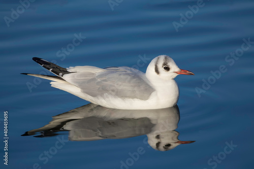 Black-headed Gull, Chroicocephalus ridibundus, swimming on blue water