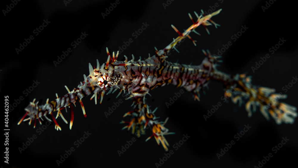 Colorful portait of ornate ghost pipefish - Solenostomus paradoxus