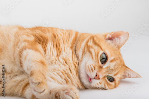 Fototapeta Naklejka Na Ścianę i Meble -  A Beautiful Domestic Orange Striped cat laying down in strange, weird, funny positions. Animal portrait against white background.