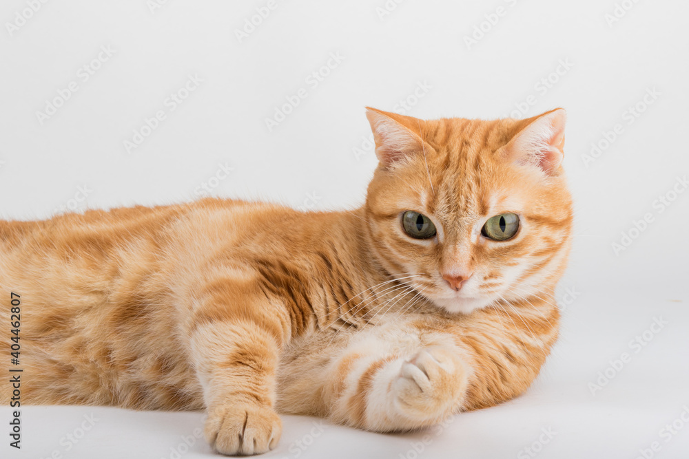 A Beautiful Domestic Orange Striped cat laying down in strange, weird, funny positions. Animal portrait against white background. A Beautiful Domestic Orange Striped cat laying down in strange, weird, funny positions. Animal portrait against white background.