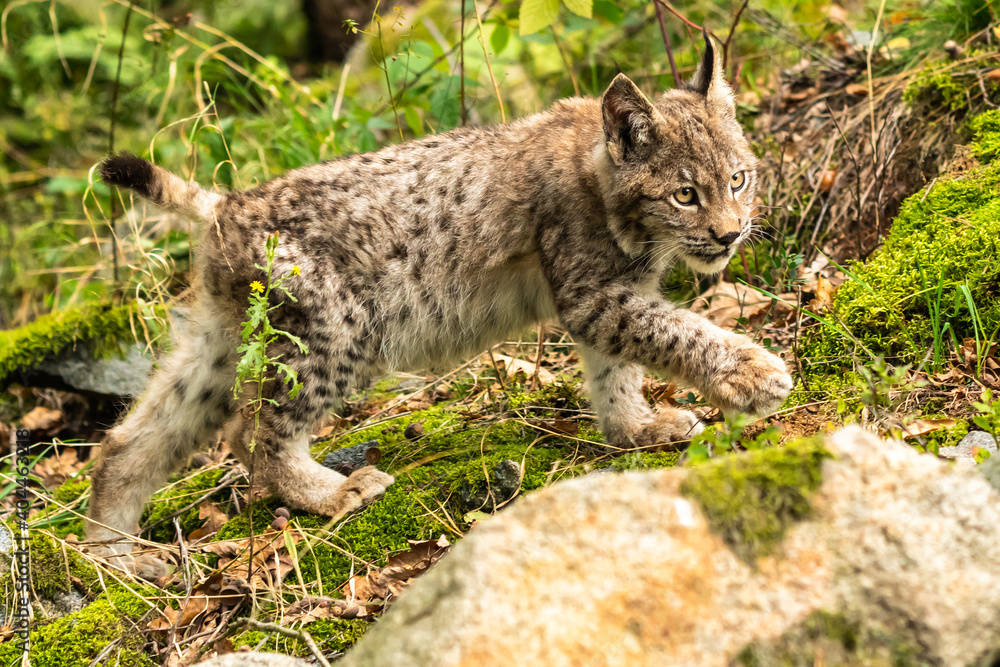 Lynx in green forest with tree trunk. Wildlife scene from nature. Playing Eurasian lynx, animal behaviour in habitat. Wild cat from Germany. Wild Bobcat between the trees Lynx in green forest with tree trunk. Wildlife scene from nature. Playing Eurasian lynx, animal behaviour in habitat. Wild cat from Germany. Wild Bobcat between the trees