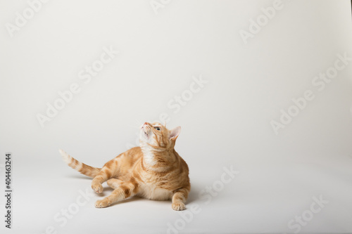 A Beautiful Domestic Orange Striped cat laying down in strange, weird, funny positions. Animal portrait against white background.