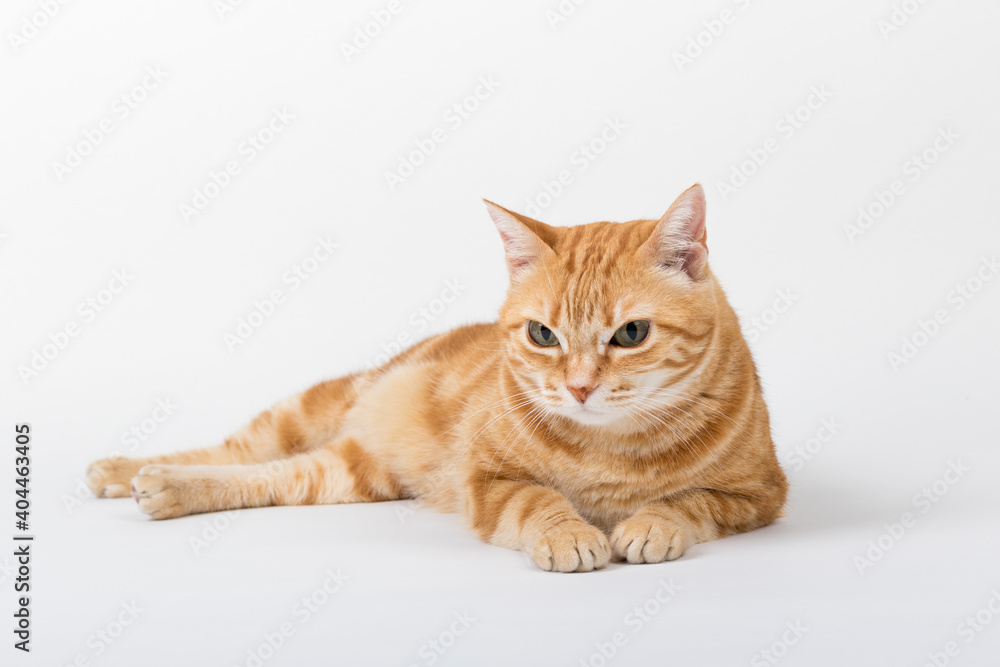 Obraz premium A Beautiful Domestic Orange Striped cat laying down in strange, weird, funny positions. Animal portrait against white background.