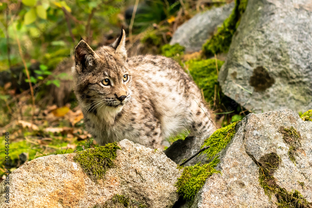 Lynx in green forest with tree trunk. Wildlife scene from nature. Playing Eurasian lynx, animal behaviour in habitat. Wild cat from Germany. Wild Bobcat between the trees Lynx in green forest with tree trunk. Wildlife scene from nature. Playing Eurasian lynx, animal behaviour in habitat. Wild cat from Germany. Wild Bobcat between the trees