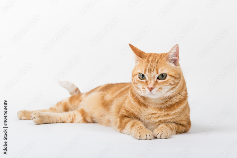 A Beautiful Domestic Orange Striped cat laying down in strange, weird, funny positions. Animal portrait against white background. A Beautiful Domestic Orange Striped cat laying down in strange, weird, funny positions. Animal portrait against white background.
