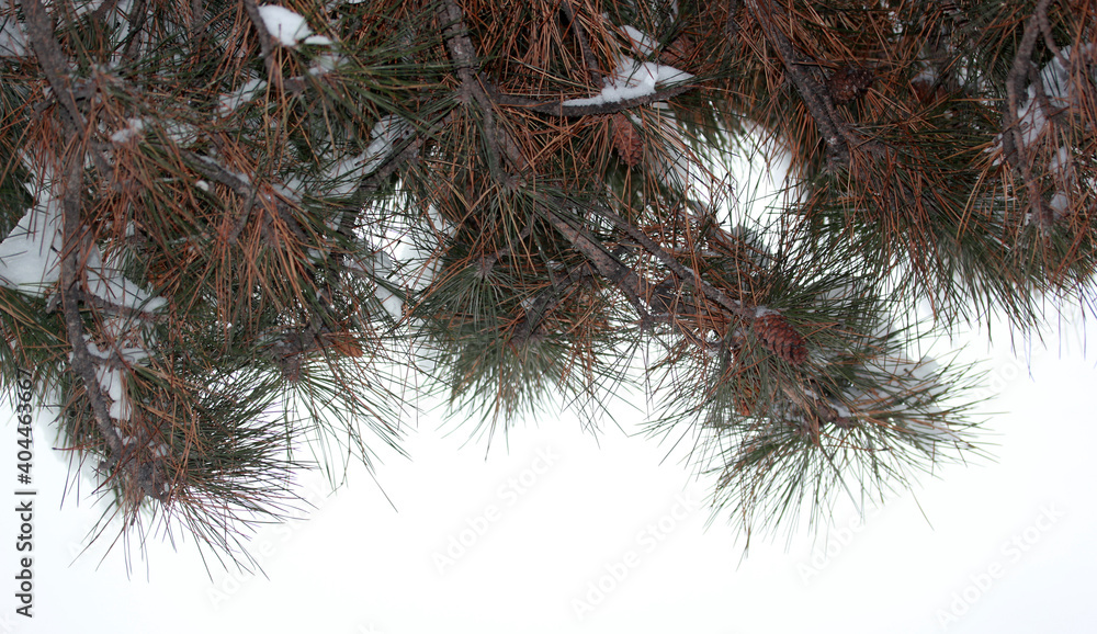Snow on the pine tree. Winter abstract background. Snow on the pine tree. Winter abstract background.