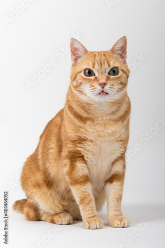 A Beautiful Domestic Orange Striped cat sitting in strange  weird  funny position. Animal portrait against white background.