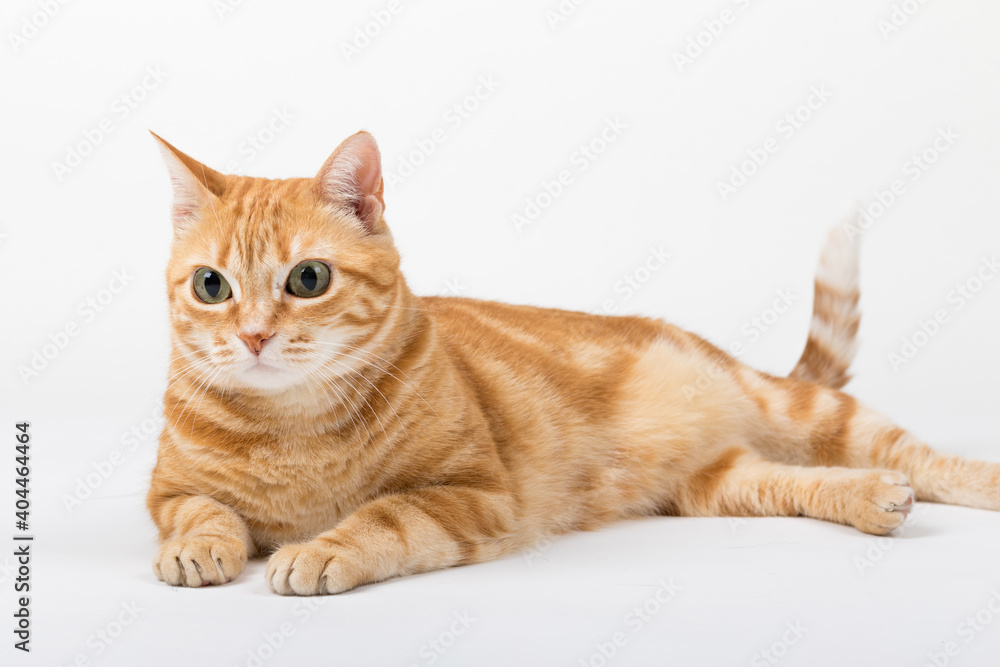 Fototapeta premium A Beautiful Domestic Orange Striped cat laying down in strange, weird, funny positions. Animal portrait against white background.