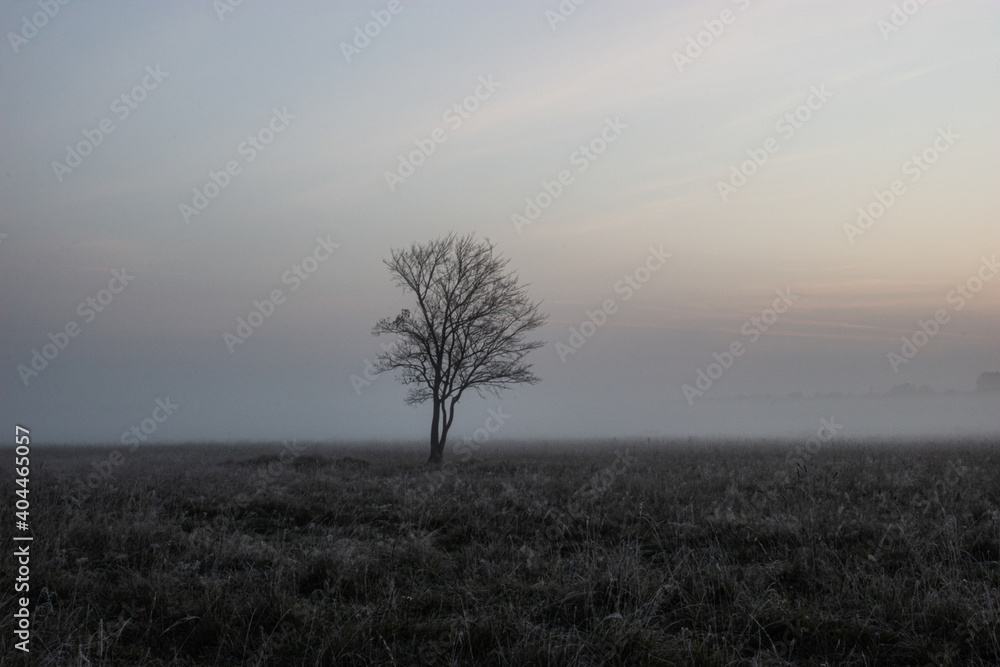 Fog, slight frost. An elm tree standing in a meadow, waiting for the warm, sunny dawn. Fog, slight frost. An elm tree standing in a meadow, waiting for the warm, sunny dawn.