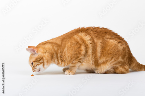 Fototapeta Naklejka Na Ścianę i Meble -  A Beautiful Domestic Orange Striped cat eating cat food snacks in strange, weird, funny positions. Animal portrait against white background.