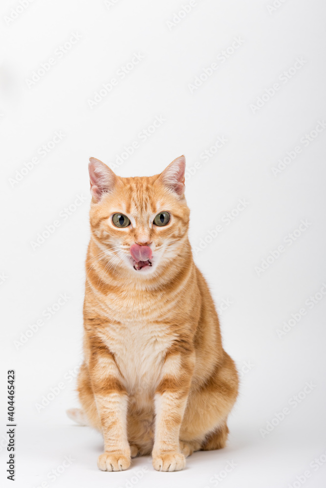 A Beautiful Domestic Orange Striped cat sitting and cleaning itself tongue out in strange, weird, funny positions. Animal portrait against white background. A Beautiful Domestic Orange Striped cat sitting and cleaning itself tongue out in strange, weird, funny positions. Animal portrait against white background.