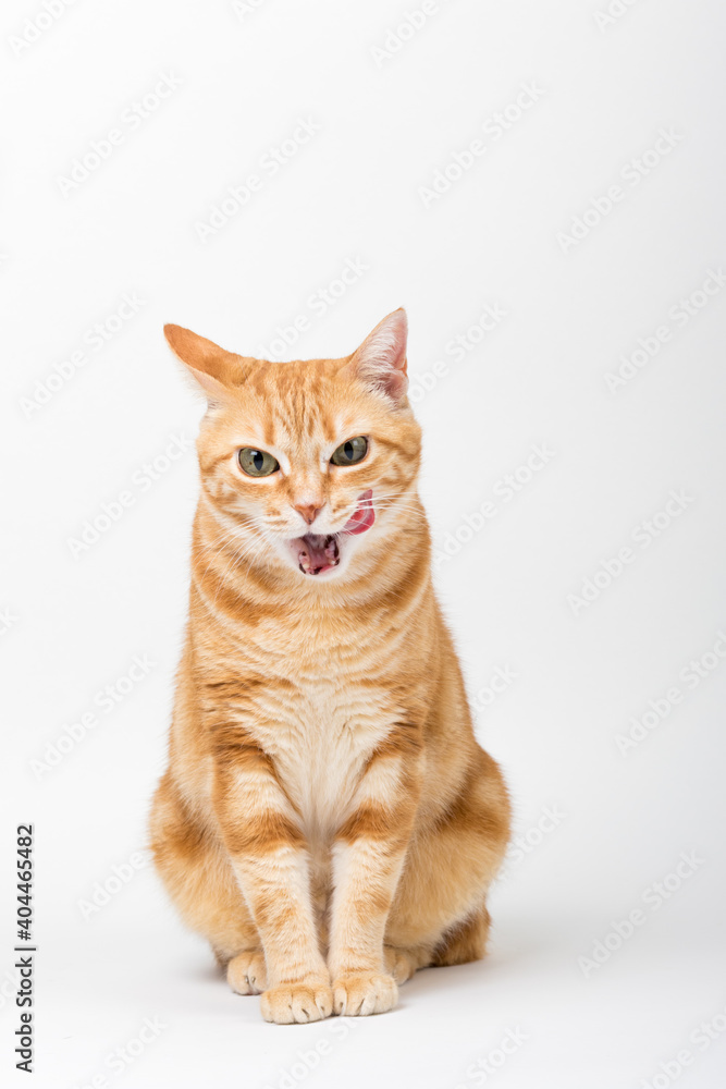 A Beautiful Domestic Orange Striped cat sitting and cleaning itself tongue out in strange, weird, funny positions. Animal portrait against white background. A Beautiful Domestic Orange Striped cat sitting and cleaning itself tongue out in strange, weird, funny positions. Animal portrait against white background.