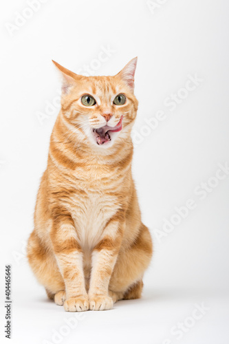 Fototapeta Naklejka Na Ścianę i Meble -  A Beautiful Domestic Orange Striped cat sitting and cleaning itself tongue out in strange, weird, funny positions. Animal portrait against white background.