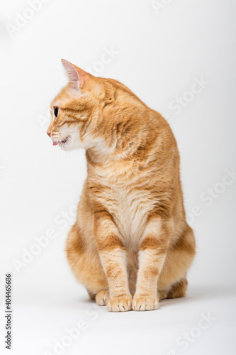 A Beautiful Domestic Orange Striped cat sitting and cleaning itself tongue out in strange, weird, funny positions. Animal portrait against white background.