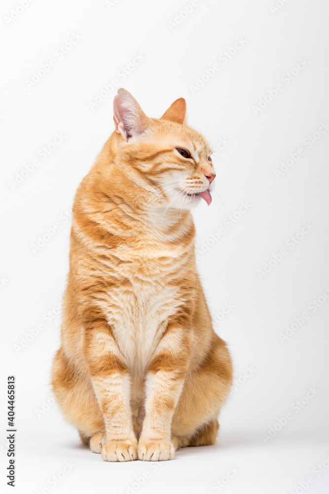 A Beautiful Domestic Orange Striped cat sitting and cleaning itself tongue out in strange, weird, funny positions. Animal portrait against white background. A Beautiful Domestic Orange Striped cat sitting and cleaning itself tongue out in strange, weird, funny positions. Animal portrait against white background.