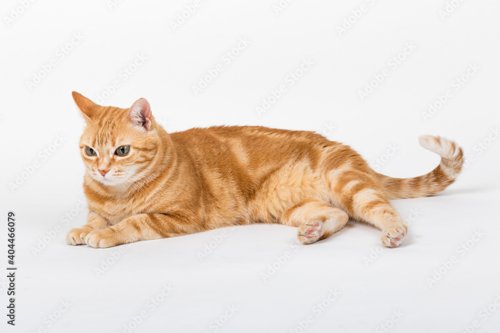 A Beautiful Domestic Orange Striped cat laying down in strange, weird, funny positions. Animal portrait against white background. A Beautiful Domestic Orange Striped cat laying down in strange, weird, funny positions. Animal portrait against white background.