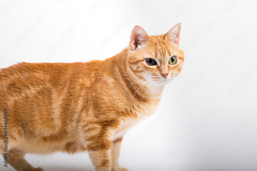 A Beautiful Domestic Orange Striped cat laying down in strange, weird, funny positions. Animal portrait against white background. A Beautiful Domestic Orange Striped cat laying down in strange, weird, funny positions. Animal portrait against white background.