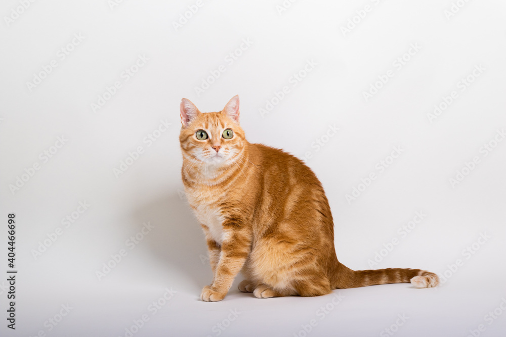 Obraz premium A Beautiful Domestic Orange Striped cat sitting in strange, weird, funny position. Animal portrait against white background.