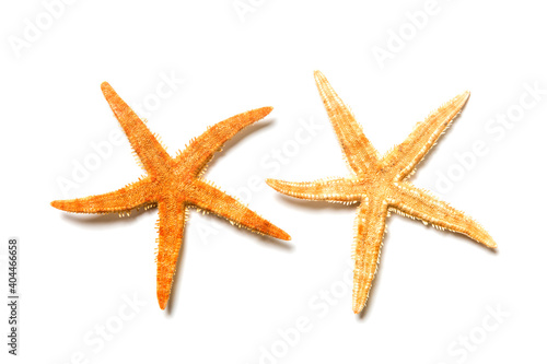 Two starfish isolated on white background