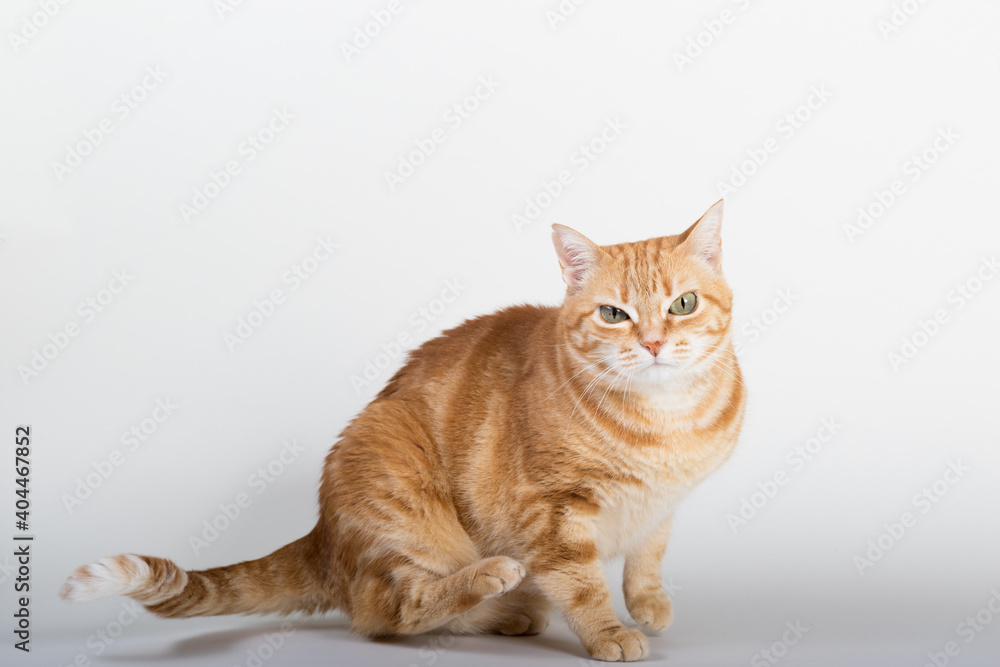 A Beautiful Domestic Orange Striped cat sitting in strange, weird, funny position. Animal portrait against white background.