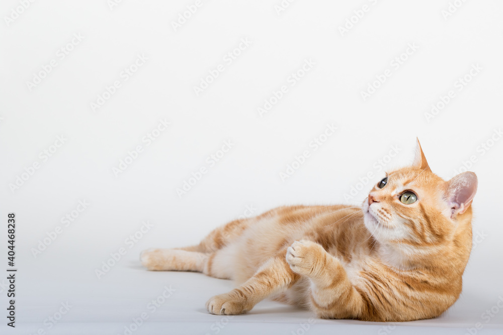 Φωτογραφία A Beautiful Domestic Orange Striped cat laying down and cleaning itself tongue out in strange, weird, funny positions