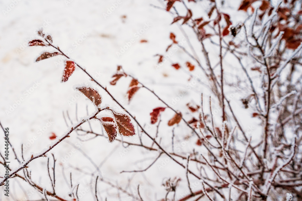 Branches of bushes in winter. Natural winter background