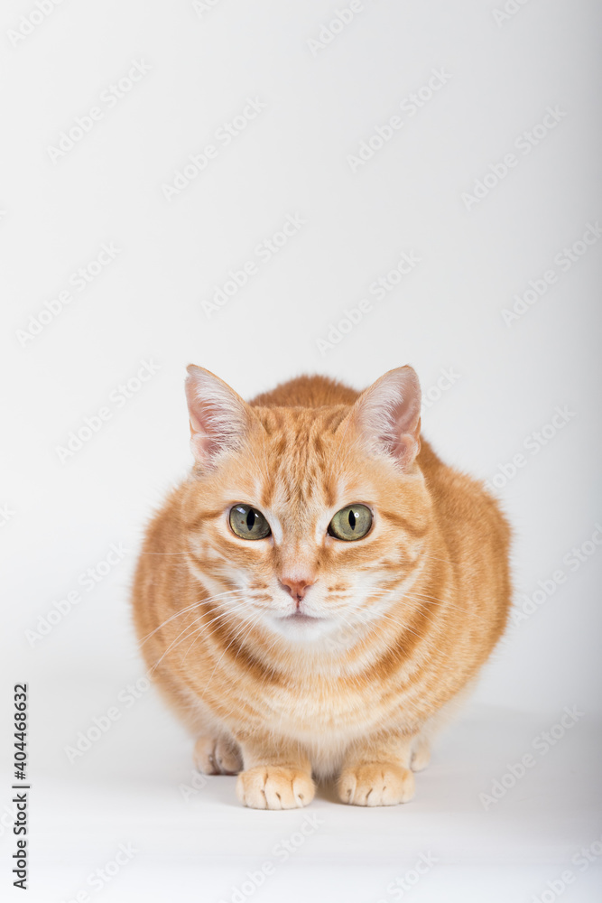 A Beautiful Domestic Orange Striped cat sitting in strange, weird, funny position. Animal portrait against white background. A Beautiful Domestic Orange Striped cat sitting in strange, weird, funny position. Animal portrait against white background.