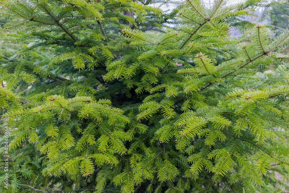 Branches of young fir tree in cloudy rainy weather