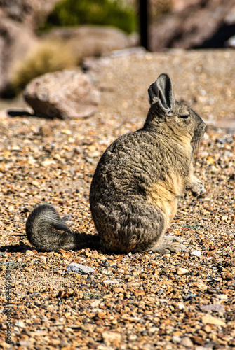 Viscacha (Lagidium peruanum) photo