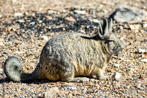 Viscacha (Lagidium peruanum) photo