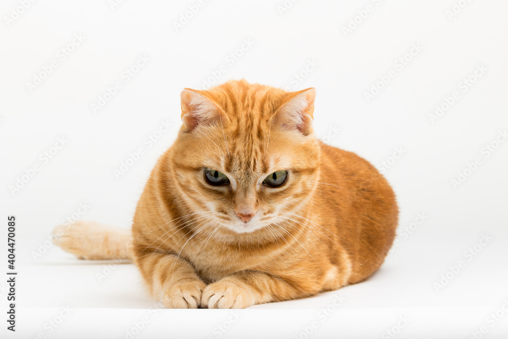 A Beautiful Domestic Orange Striped cat laying down in strange, weird, funny positions. Animal portrait against white background. A Beautiful Domestic Orange Striped cat laying down in strange, weird, funny positions. Animal portrait against white background.