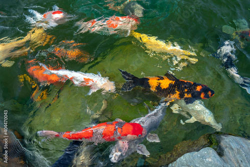 Movement group of colorful koi fish in clear water. This is a species of Japanese carp in small lakes in the ecological tourist attractions. © huythoai