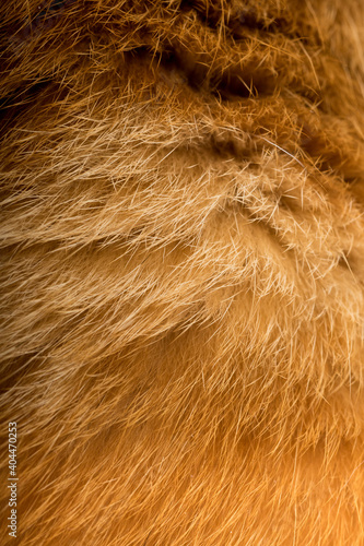 Close up of fur Beautiful Domestic Orange Striped cat