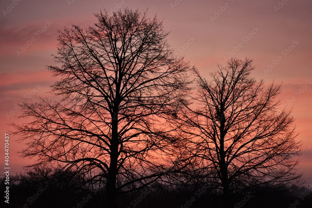 silhouette of a tree at sunset