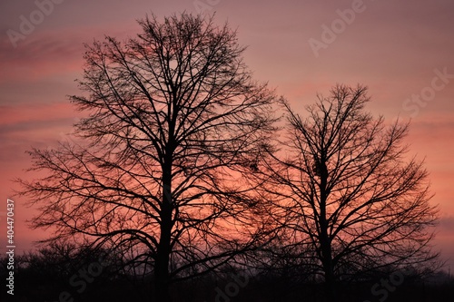 silhouette of a tree at sunset © Agnieszka