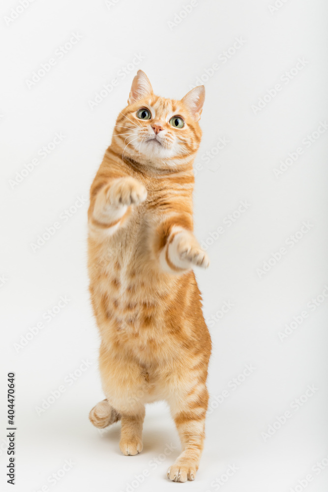 Φωτογραφία A Beautiful Domestic Orange Striped cat Jumping and playing with a toy mouse, mid-air in strange, weird, funny positions