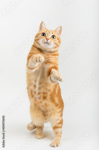 A Beautiful Domestic Orange Striped cat Jumping and playing with a toy mouse, mid-air in strange, weird, funny positions. Animal portrait against Black background