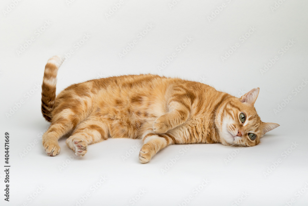 A Beautiful Domestic Orange Striped cat laying down in strange, weird, funny positions. Animal portrait against white background. A Beautiful Domestic Orange Striped cat laying down in strange, weird, funny positions. Animal portrait against white background.