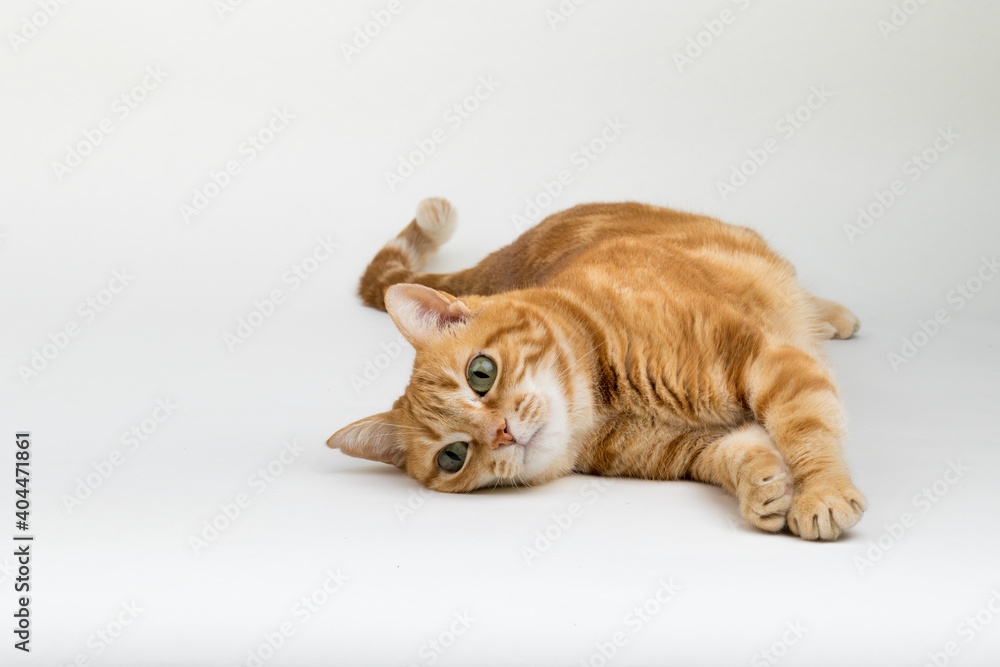 Obraz premium A Beautiful Domestic Orange Striped cat laying down and stretching in strange, weird, funny positions. Animal portrait against white background.