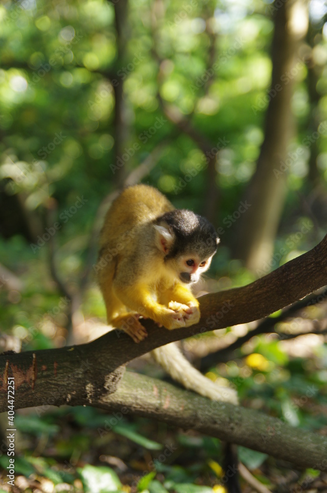 Obraz premium 小さくて可愛い俊敏なリスザル