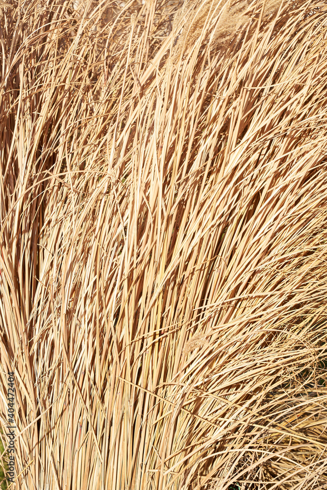 Long dry Yellow Golden Grass texture background. High quality photo Long dry Yellow Golden Grass texture background. High quality photo
